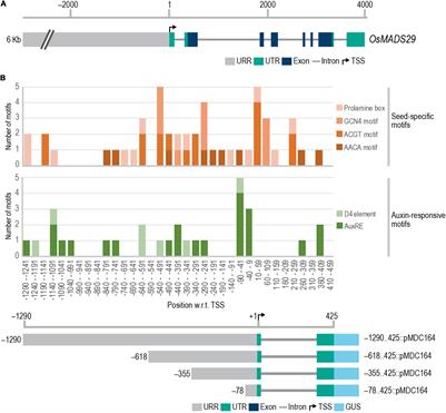 Characterization of Transcription Regulatory Domains of OsMADS29: Identification of Proximal Auxin-Responsive Domains and a Strong Distal Negative Element